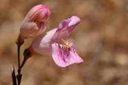 Penstemon_palm