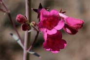 Penstemon_parr