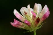 Trifolium_pine