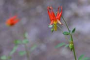 Aquilegia_tri