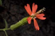 Silene_plankii