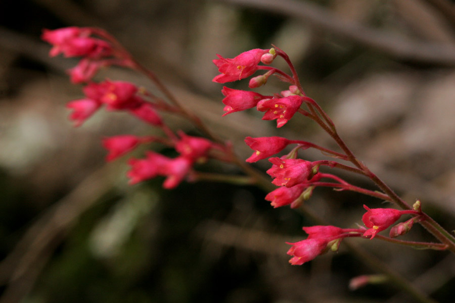 Heuchera_sang