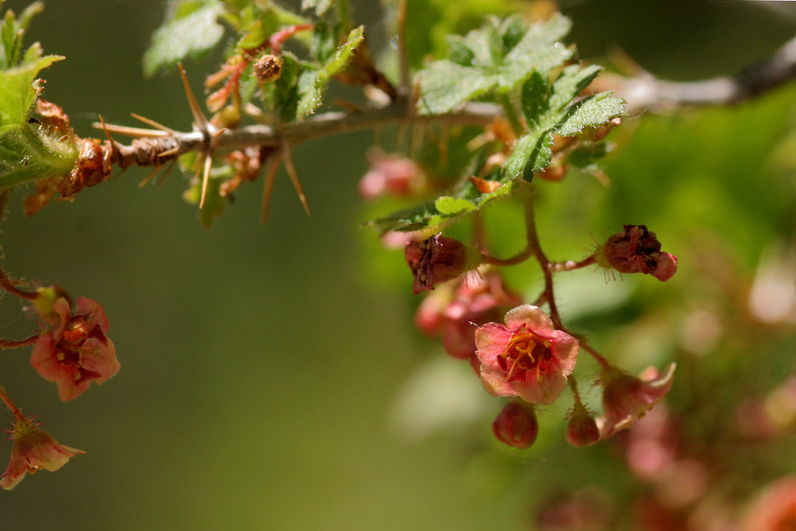 Ribes_mont