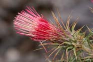 Cirsium_ariz-ariz