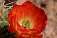 Echinocereus_cocc