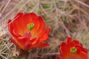 Echinocereus_tri-tri