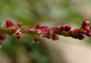 Rumex_acet