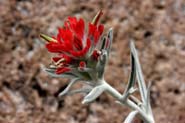 Castilleja_lanata