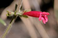 Salvia_henryi