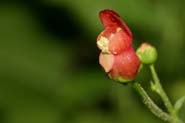 Scrophularia_lae