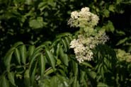 Sambucus_can