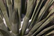 Agave_palm