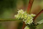 Amaranthus_torr