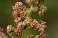 Atriplex_wri