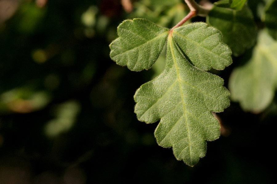 Rhus_tril