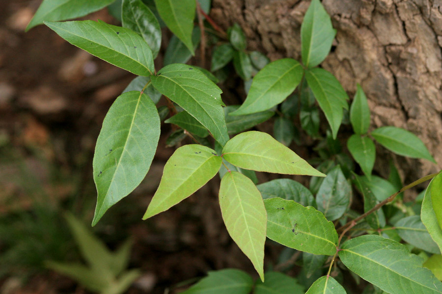 Toxicodendron_ryd