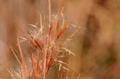 Andropogon_glom