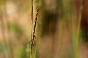 Schizachyrium_sco