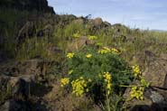 Lomatium_grayi