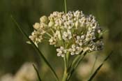Asclepias_gal