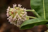 Asclepias_lem