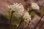 Asclepias_linar