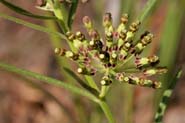 Asclepias_long