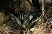 Agave_havard