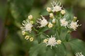 Ageratina_herb