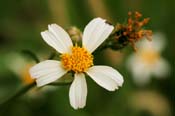 Bidens_pilosa