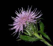 Cirsium_alt