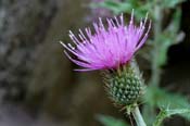 Cirsium_und