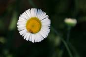 Erigeron_neom