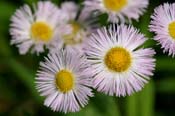 Erigeron_phil