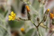 Hieracium_horr