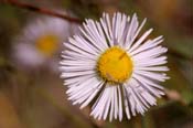 Erigeron_diver