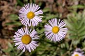 Erigeron_form