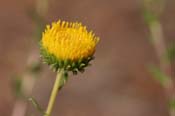 Grindelia_squar