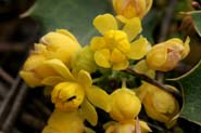 Mahonia_rep