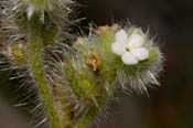 Cryptantha_barb