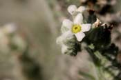 Cryptantha_cin