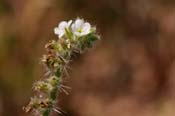 Cryptantha_gra