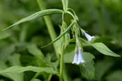 Mertensia_fran