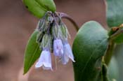 Mertensia_lan