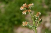 Phacelia_alba