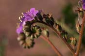 Phacelia_amb