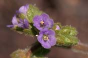 Phacelia_coer