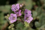 Phacelia_cren