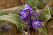 Phacelia_humilis