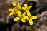 Draba_aurea